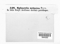 Ophiognomonia setacea image